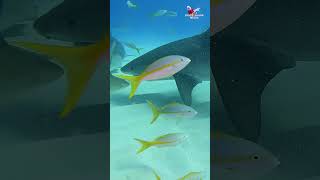 Tiger Shark quick turn into mass of sharks shark sharks explore ocean nature wild Tiger Beach [upl. by Eceinwahs]