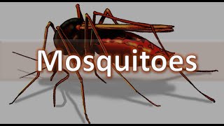 How to identify Mosquitoes  Anopheles Culex Aedes and Mansonia spp Medical Entomology [upl. by Wooldridge]