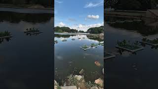 Ulsoor Lake Bengaluru’s Stunning Beauty 🌅 ulsoor lake bangalore bangaluru halasuru travel [upl. by Ab]