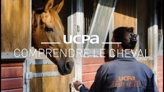 Tutos équitation 1  Comprendre et aborder son cheval [upl. by Riobard]