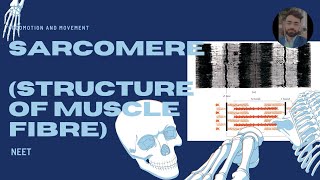 Structure of muscle fibre myofibril sarcomere neetug [upl. by Broderick]