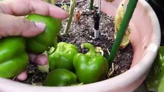 Growing Fiesta Peppers  Cayenne Green Bell and Yellow Bell Peppers [upl. by Gnolb]