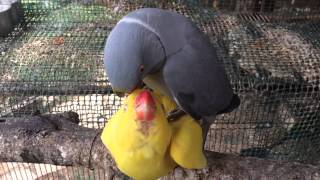 pair of Indian ringneck parrots get ready for mating season [upl. by Dode237]