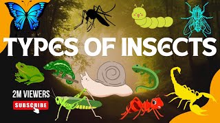 Insects Name in English with Pictures  Learn Bugs and Insects Name  REPTILES  for kids [upl. by Bowden]