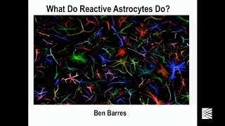 Ben Barres What do reactive astrocytes do [upl. by Etna]