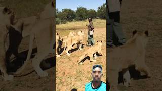 A man working with lions😲😲😲🔥🔥🔥lion wildlife animals africa shorts [upl. by Ahsieym82]