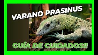 🟢VARANO ESMERALDA Varanus Prasinus LA GUÍA más COMPLETA [upl. by Hertzog]