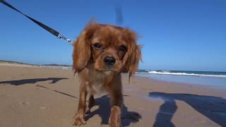 Cavalier puppys first visit to the beach age 6months [upl. by Aztinay]