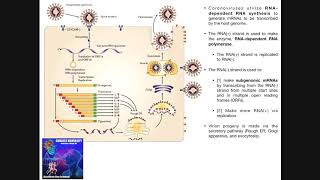 The Coronavirus Replication Cycle [upl. by Anilegna]