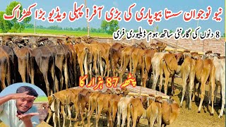 Big offers New Bewpari  Low Cost wacha Farming Plan in Punjab PakistanBachra farm [upl. by Kcirddec]