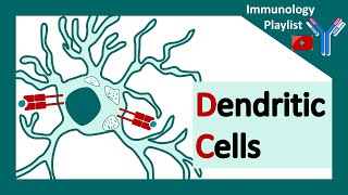 Dendritic cells  professional antigen presenter  Antigen presenting cell  Role of dendritic cells [upl. by Eelyek]