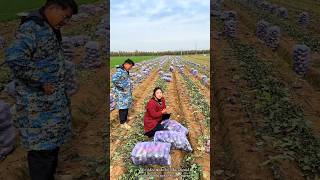 Lots of Organic Radish Harvest from Farm  High Yielding Radish Farm shorts satisfying [upl. by Israel]