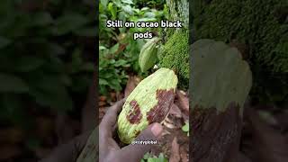 Still on cacao black pods effectscacao agriculture plantation nature farming blackpods kody [upl. by Naletak882]