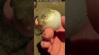 Puffer fish balloon jaise phool jati hai😯😲 reelsfb buffer fish balloons pufferfish [upl. by Ramiah709]