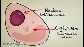 Cosa è il DNA e come funziona [upl. by Winters]