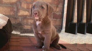 Cute Labrador Pup crying goes viral 110m Views on Tiktok Shorts [upl. by Blaine362]