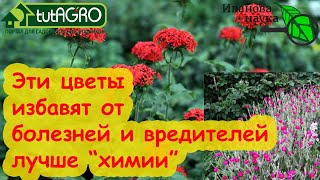 ЭТОТ ЦВЕТОК ЕЩЕ МОЩНЕЕ БАРХАТЦЕВ Посадите его и забудете о болезнях и вредителях в саду и огороде [upl. by Erastes]