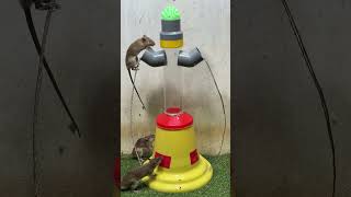 Best mouse trap ideagood rat trap at home [upl. by Normie953]