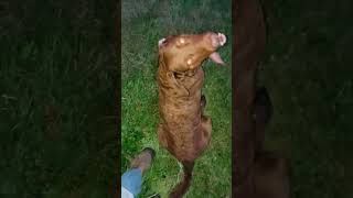 Chesapeake Bay Retriever Perfect Release [upl. by Acinna]