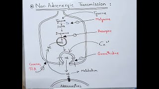 NorAdrenergic Transmission  NorAdrenaline Neurotransmitter  NorEpinephrine  Dopamine [upl. by Annal111]