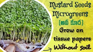 Mustard Seeds Microgreens ఆవ కూర Sarson ka saag growing without soil in 7daysUsha Srinivas vlogs [upl. by Tonnie]