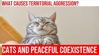 Managing Territorial Aggression in MultiCat Homes Tips amp Tricks [upl. by Dinah]