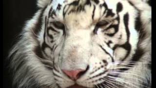 White Tiger Facts  Facts About White Tigers [upl. by Beitz]