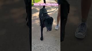 Cute Labradors music song lyrics singer live labraworld funnydog goldenretriever labradormu [upl. by Capps]