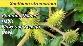 Xanthium strumarium  LOCAL NAME  FLOWERING SEASON  USES  HABIT [upl. by Alliw]