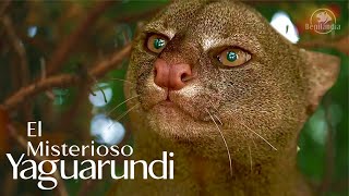 YAGUARUNDI  Uno de los felinos más desconocidos a pesar de su buena distribución onza jaguarundi [upl. by Gabey]