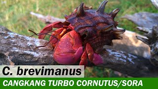 Kelomang Coenobita Brevimanus in Turbo cornutussazae  Relaxing Video  Crabpedia [upl. by Oiramel407]