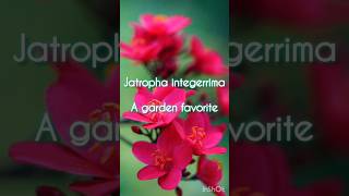 jatropha integerrima care and maintenance [upl. by Akkinahs]