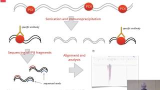 An introduction to ChIPseq analysis [upl. by Delahk195]