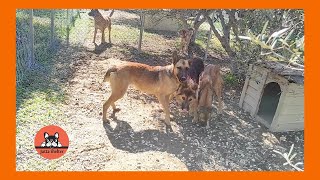 Rescued Malinois Dog Family Love Their New Home [upl. by Leba]