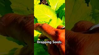 Drop Your Seeds The World has Changed Im Changing with it ‼️youtubeshorts changes seeds [upl. by Sivert]