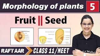 Morphology in Plants 05  Fruit  Seed  Class 11NEET  RAFTAAR [upl. by Nodnerb821]