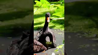 Black And White Swans ARE NOT The Same Species 🦢⚫🦢animals animalfacts shorts [upl. by Atinahc476]