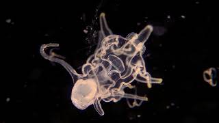 Planktonic brachiolaria larva of a starfish Collab with Nicolas Sassone [upl. by Marcia]