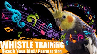 TEACH YOUR BIRD Cockatiel Whistle Training [upl. by Demakis397]