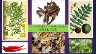 AntiParasitic  AntiFungal Herbs amp Spices [upl. by Buatti]