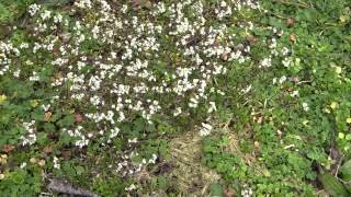 FrühlingsHungerblümchen Draba verna [upl. by Airdnahs]