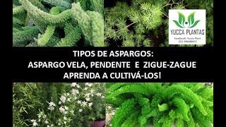 TIPOS DE ASPARGOS VELA ou PLUMA PENDENTE E ZIGUEZAGUE [upl. by Indnahc]