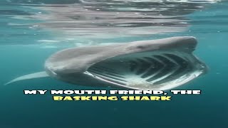 Wide MOUTH shark  Basking shark facts [upl. by Ahseeyt540]