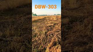 Wheat DBW303 variety [upl. by Siri]