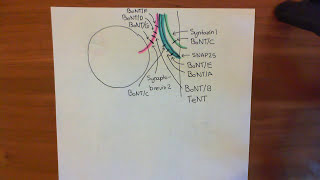 Botulinum Toxin Mechanism Part 4 [upl. by Lynette381]