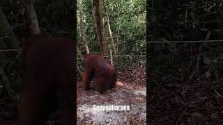 I am in orangutan wildlife borneo animals travel kalimantan tanjungputingnationalpark [upl. by Kristof918]