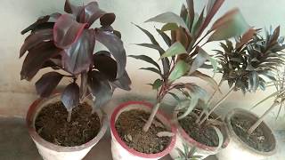 How to care and grow Dracaena plants [upl. by Hobart116]