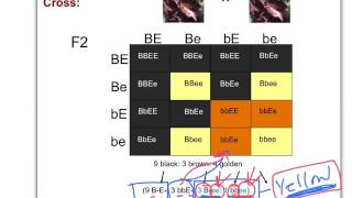 Epistasis in labradors [upl. by Einobe]