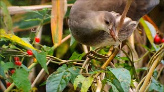 Juvenile moorhen eating poisonous berries Bitter nightshade [upl. by Aihseym]