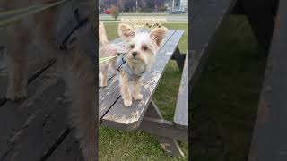 How can a Yorkiepoo go down puppy yorkiepoo dog reels pets yorkie shorts ytshorts youtube [upl. by Hewart]